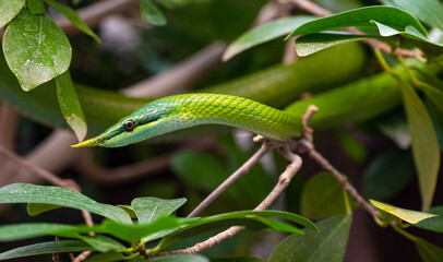 Vietnamese long-nosed snake (Gonyosoma boulengeri) on a branch, captive, Germany..