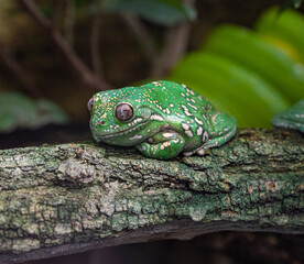 Green Tree Frog, Hyla Cinerea, perched on a branch, against a soft green background..