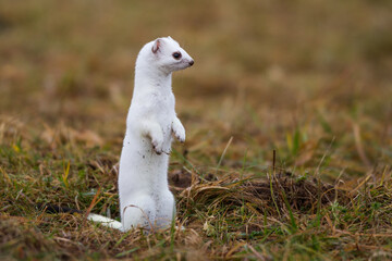Hermelin (Mustela erminea) im Winterfell