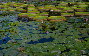 Water lily pond Wilhelma Zoological-Botanical Garden, Wilhelma, Stuttgart, Baden-Württemberg, Germany, Europe