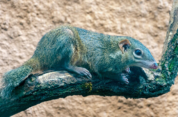Northern Treeshrew (Tupaia belangeri)  in the forest on a branch