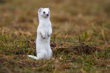 Hermelin (Mustela erminea) im Winterfell
