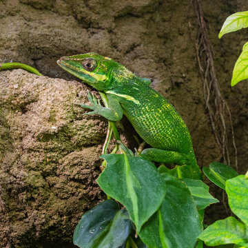 The knight anole (Anolis equestris) is the largest species of anole also called Cuban knight anole or Cuban giant anole