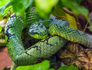 Sri Lankan green pitviper (Trimeresurus trigonocephalus), portrait, endemic to Sri Lanka