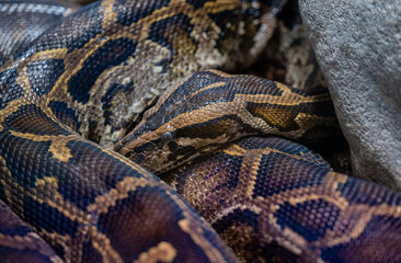 Close up of a burmese python on ground. It is native to a large area of Southeast Asia.