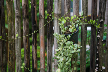 Potted plant hanging on bamboo wall