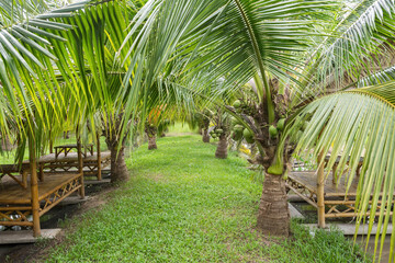 Dwarf coconut trees with wooden cabin for eat and relax at farm