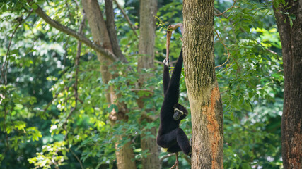 Black Gibbon climbing on a tree