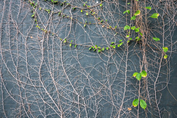 Dry ivy climber plant​ with green leaves on​ gray wall