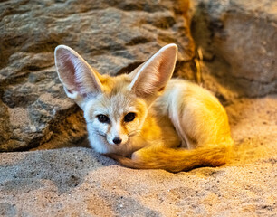 Fennec fox (Vulpes zerda) is resting but staying alert