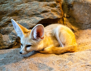 Fennec fox (Vulpes zerda) is resting but staying alert
