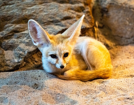 Fennec fox (Vulpes zerda) is resting but staying alert