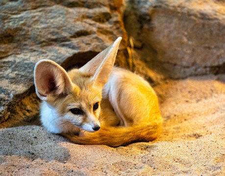 Fennec fox (Vulpes zerda) is resting but staying alert