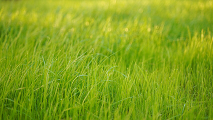 a light green young grass lawn is illuminated by the sun