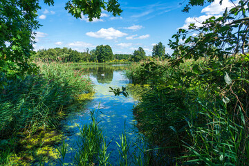 Oberlausitzer Heide