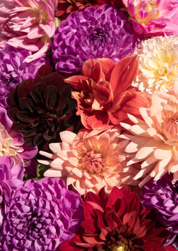 seamless background of closeup of colorful dahlia flowers