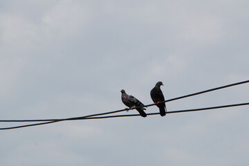 Two feral pigeons sitting perched on electrical cable in the city against cloudy sky