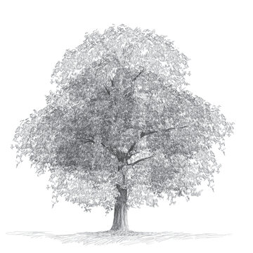 A large tree drawn in pencil drawing