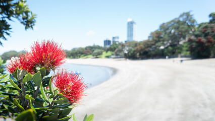 Pohutukawa trees in full bloom with blurred cityscape and beach in the background, Takapuna,...