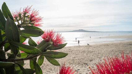 People and dogs walking at Takapuna beach. Rangitoto Island framed by red Pohutukawa flowers....