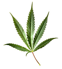 Fototapeta na wymiar Cannabis leaf, marijuana