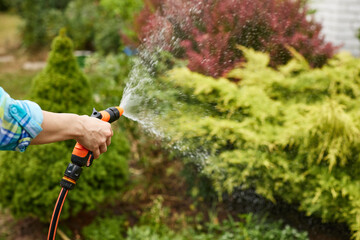 woman watering plant in garden in summer