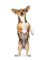 Cute mixed stray dog with big ears, standing facing front on hind legs. Command dance. Looking towards camera. Isolated on white background.