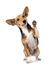 Cute mixed stray dog with big ears, sitting up facing front. One paw high in the air waving. Looking away from camera. Isolated on white background. © Nynke