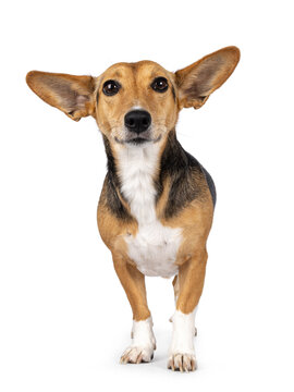 Cute mixed stray dog with big ears, standing facing front. Looking towards camera. Isolated on white background.