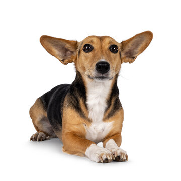 Cute mixed stray dog with big ears, laying down facing front. Looking towards camera. Isolated on white background.