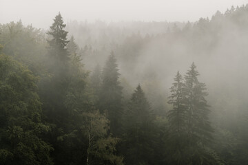 Drzewa we mgle, góry  - obrazy, fototapety, plakaty
