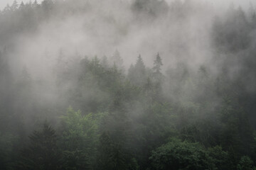 Misty woodland, trees in fog