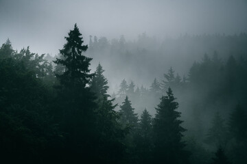 Misty woodland, trees in fog - 528183588
