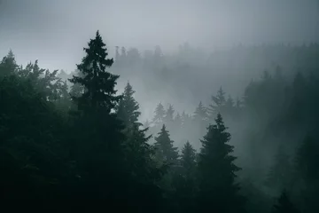 Nebliger Wald, Bäume im Nebel © Piotr Szpakowski