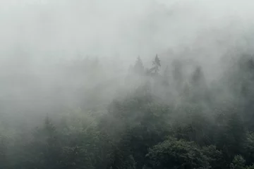 Nebliger Wald, Bäume im Nebel © Piotr Szpakowski