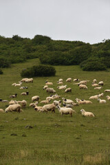Obraz na płótnie Canvas flock of sheep on a meadow