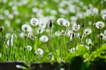 Obraz premium Dandelion field in springtime