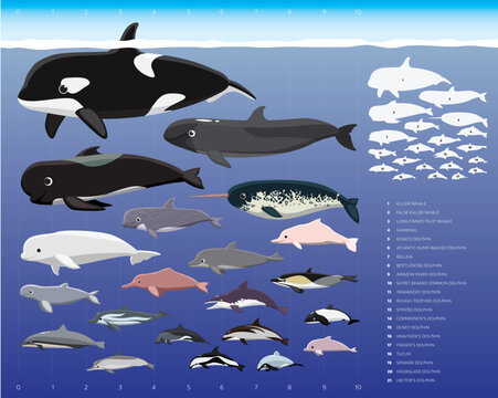 Dolphin Sizes Comparisons Cartoon Vector Illustration Set
