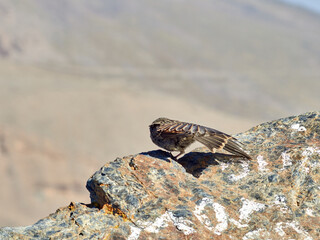 Alpine accentor bird.  Prunella collaris. 