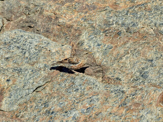 Alpine accentor bird.  Prunella collaris. 