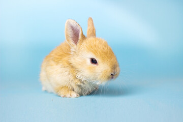 Cute red easter bunny rabbit on blue background