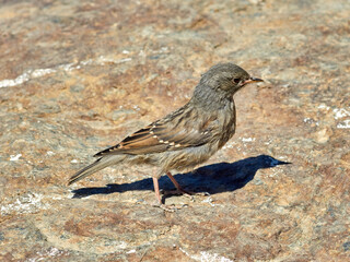 Alpine accentor bird.  Prunella collaris. 