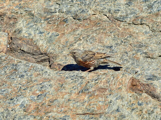 Alpine accentor bird.  Prunella collaris. 