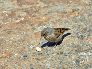 Alpine accentor bird.  Prunella collaris. 