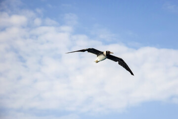 One seagull flies in blue sky with clouds, freedom in wild. Animal theme, wildlife. Copy space. Selective focus.