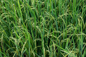 Fototapeta na wymiar Rice crop ready to ripe and harvest