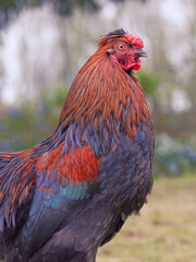 Portrait of red brown rooster of Poland chicken