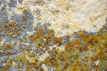 Aged wall of old building with multicolored moss, textured background, full frame. Colorful Moss on Concrete Wall. Detailed unusual backdrop, abstract design. Selective focus.