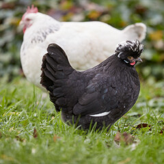 Black Poland chicken with white crest