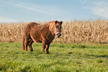 Brown pony in the meadow